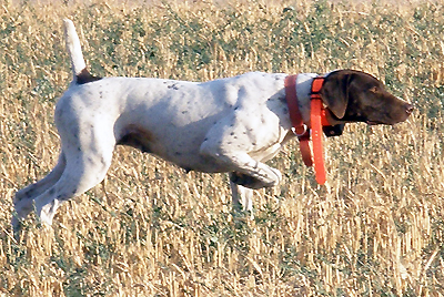 Hunting Dogs for Sale