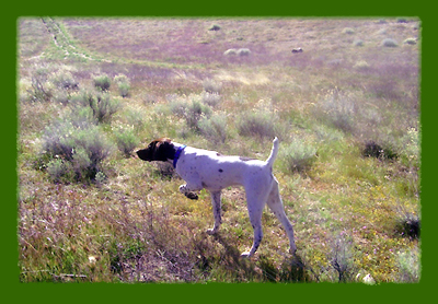 Hunting Dogs for Sale